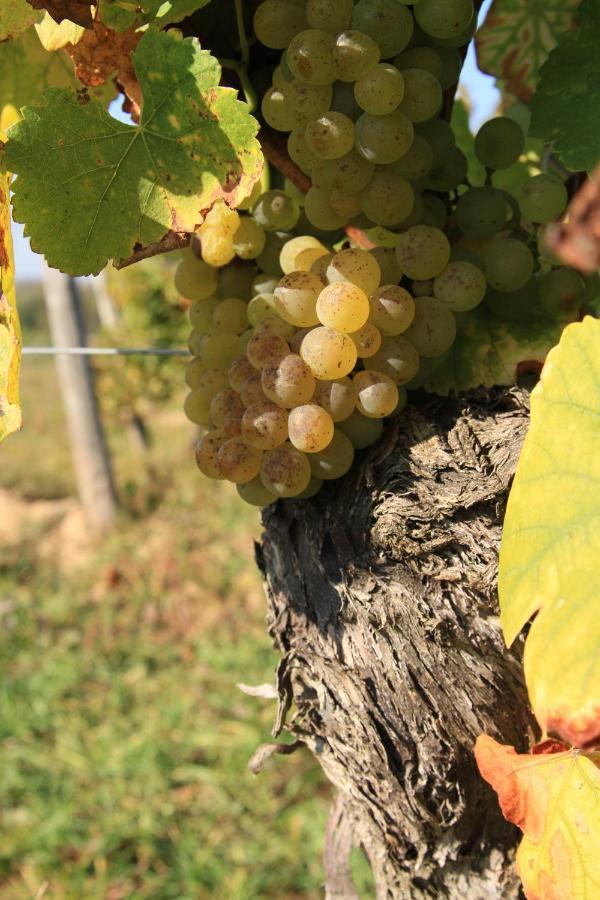 Bio-Weingut, Gästehaus und Kräuterhof Flomborn Exterior foto